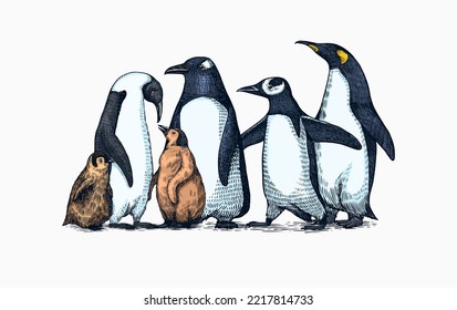 Emperor penguin and cute baby. Adult with juveniles. Small family set. Vector graphics black and white drawing. Hand drawn sketch. Group of aquatic flightless birds. African and Gentoo and King chick