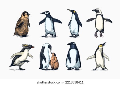 Emperor penguin and cute baby. Adult with juveniles. Small family set. Vector graphics black and white drawing. Hand drawn sketch. Group of aquatic flightless birds. African and Gentoo and King chick