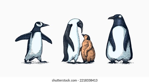 Emperor penguin and cute baby. Adult with juveniles. Small family set. Vector graphics black and white drawing. Hand drawn sketch. Group of aquatic flightless birds. African and Gentoo and King chick