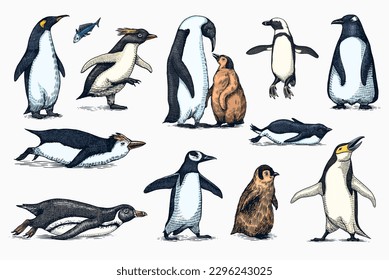 Emperor penguin and cute baby. Adult with juveniles. Small family set. Vector graphics black and white drawing. Hand drawn sketch. Group of aquatic flightless birds. African and Gentoo and King chick
