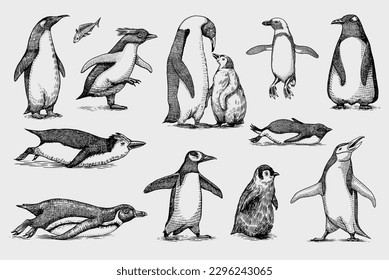 Emperor penguin and cute baby. Adult with juveniles. Small family set. Vector graphics black and white drawing. Hand drawn sketch. Group of aquatic flightless birds. African and Gentoo and King chick