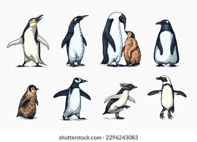 Emperor penguin and cute baby. Adult with juveniles. Small family set. Vector graphics black and white drawing. Hand drawn sketch. Group of aquatic flightless birds. African and Gentoo and King chick