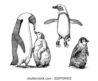 Emperor penguin and cute baby. Small cute family. vector graphics black and white drawing. Hand drawn sketch. Group of aquatic flightless birds. African and Gentoo and King chick