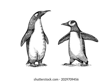 Emperor penguin and cute baby. Small cute family. vector graphics black and white drawing. Hand drawn sketch. Group of aquatic flightless birds. African and Gentoo and King chick