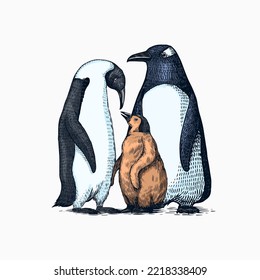 Emperor penguin and cute baby. Small cute family. vector graphics black and white drawing. Hand drawn sketch. Group of aquatic flightless birds. African and Gentoo and King chick