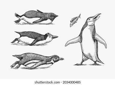 El pingüino emperador. Adulto con menores. Pequeño conjunto familiar. Dibujo vectorial en blanco y negro. Esbozo dibujado a mano. Grupo de aves acuáticas sin vuelo. Pollito africano, Gentoo y King