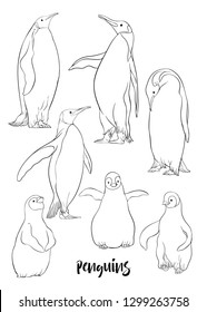 Emperor penguins adult and penguin chicks. Vector illustration. Outline hand drawingþ