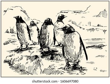 Emperor penguins. Black and white hand drawing with pen and ink. Engraving, etching, sketch style. Poster, calendar, postcard.