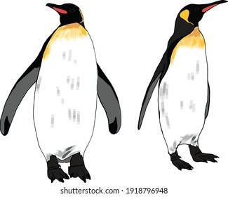 Emperor penguins - vector hand drawn illustration