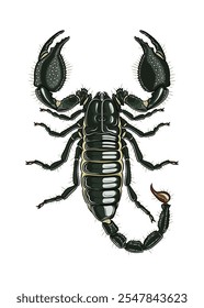 Emperor Scorpion vetor detalhado vista superior com corpo preto e aparência impressionante