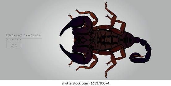 Emperor scorpion. Vector. View from top.