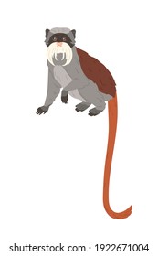 Emperor tamarin or small monkey with long facial hairs, gray coat and reddish tail. American animal with colorful fur. Colored flat vector illustration isolated on white background