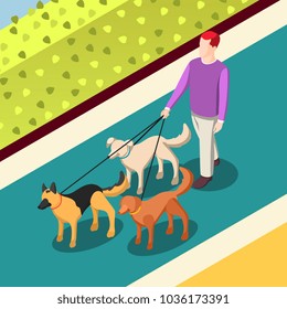 Trabajador empleado durante perros que caminan sobre correas en pasarela con arbustos verdes ilustración vectorial isométrica