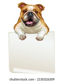 Empty banner with realistic bulldog dog vector illustration. Dog with template isolated on white background. For print, design, T-shirt, banner, poster. Vector illustration