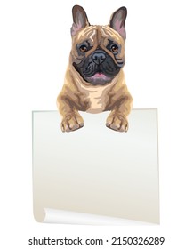 Leeres Banner mit realistischer französischer Bulldogge Vektorgrafik. Hund mit Vorlage einzeln auf weißem Hintergrund. Für Druck, Design, T-Shirt, Banner, Poster. Vektorgrafik