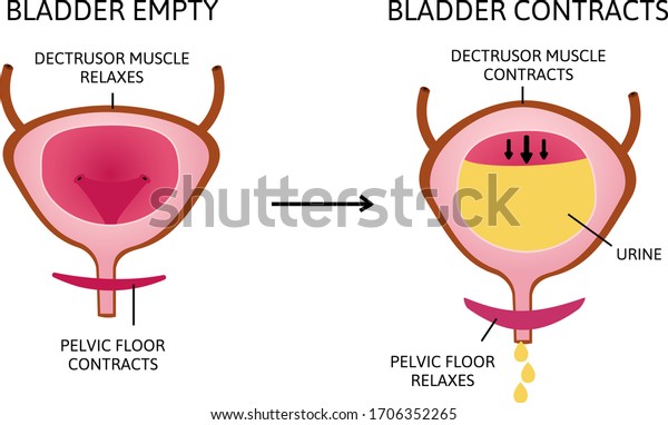 Empty Filled Bladder How Bladder Works Stock Vector (Royalty Free ...