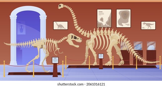 Empty museum of paleontology with dinosaurs skeletons vector flat cartoon illustration. Prehistorical dyno tyrannosaurus rex and diplodocus fossil artifacts. Ancient archeology science exhibition