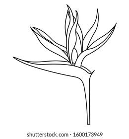 Empty outline of Strelitzia reginae flower or bird of Paradise Flower for coloring.Official flower of Los Angeles. Isolated on white background, flat style