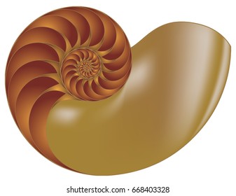 Empty shell of the shell of the Nautilus svg