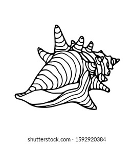 empty striped shell with thorns of a marine mollusk or hermit crab, vector illustration with black contour lines isolated on white background in Doodle and hand drawn style