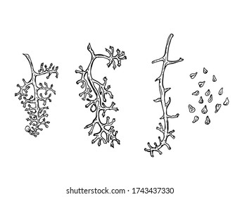 Empty vine branches isolated on a white background. Hand-drawn illustration. Black and white illustration.