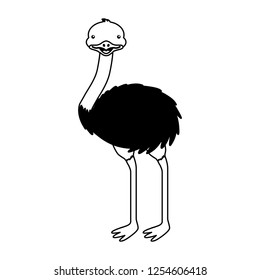 emu australian fauna on withe background