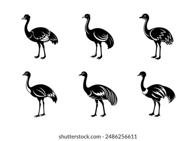 Emu bird stands vector art illustration