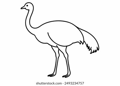 An Emu bird vector illustration