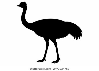 An Emu bird vector illustration