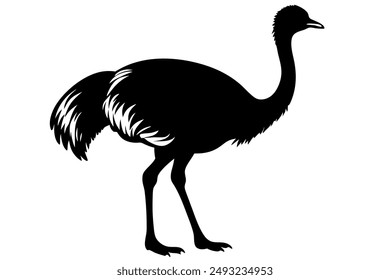 An Emu bird vector illustration