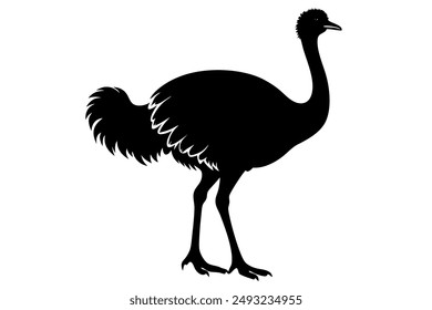 An Emu bird vector illustration