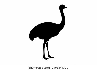 An Emu bird vector illustration