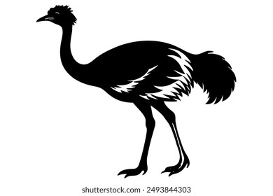 An Emu bird vector illustration