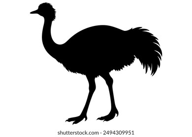 An Emu bird vector illustration