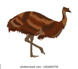 Emu bird vector illustration isolated on white background. Animal cartoon character. Australian endemic emu. Zoo bird. Wild animal from Australia. Cute ostrich.