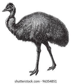 Emu (Dromaius novaehollandiae) / vintage illustration from Meyers Konversations-Lexikon 1897