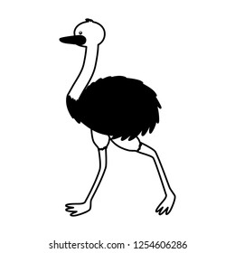 emu fauna on white background