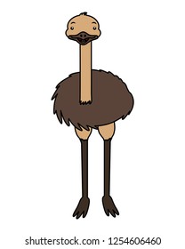 emu fauna on white background