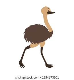 emu fauna on white background