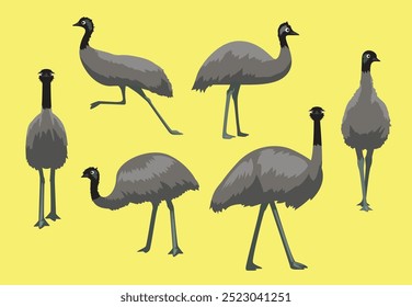 Emu Flightless Bird Walking Various Poses Vector Illustration