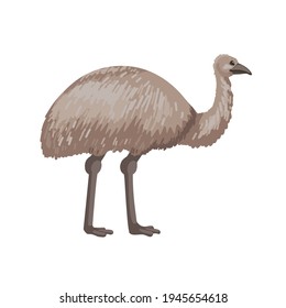 Emu, a large gray bird of Australia. Vector character on a white background. Vector cartoon illustration of an animal, children's drawing.