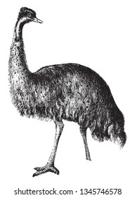 Emu es un nativo de Australia es casi tan grande como el avestruz pero tiene piernas más cortas, dibujo de línea vintage o ilustración grabadora.