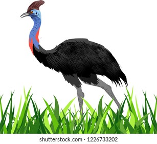 Emu ostrich in the grass, isolated vector illustration, colored deatailed.