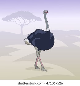 Emu running across the savannah. Australia's largest bird. Realistic characters, stylized the background on the theme nature. Vector illustration.