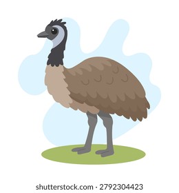 Emu standing in flat vector style. Emu illustration featuring Dromaius novaehollandiae, emu with iconic Australian wildlife charm.