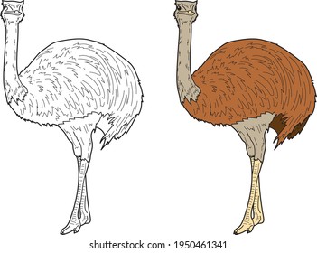 Emu vector drawing animal vector drawing, cartoon vector, line art and color