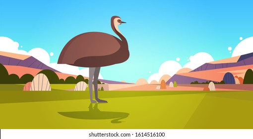 emu walking on grass in australia desert australian wild animal wildlife fauna concept landscape background horizontal vector illustration