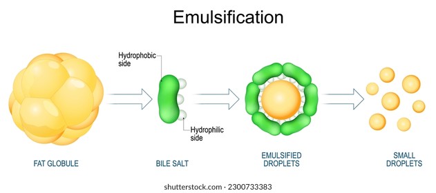 Emulsificación de grasas. Digestión de lípidos. La emmulsificación es el proceso mediante el cual se rompen grandes globulinas grasas en gotitas lipídicas. Ilustración del vector