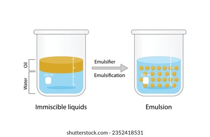 Emulsion, a mixture of two immiscible liquids (oil and water) in beakers, Emulsion oil in water, Immiscible liquids. Emulsification, emulsifier. isolated on white background. Vector illustration.