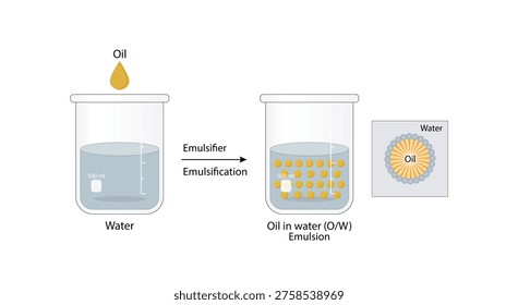 Emulsion, a mixture of two immiscible liquids (oil and water) in beakers, Emulsion oil in water, Immiscible liquids. Emulsification, emulsifier. isolated on white background. Vector illustration.